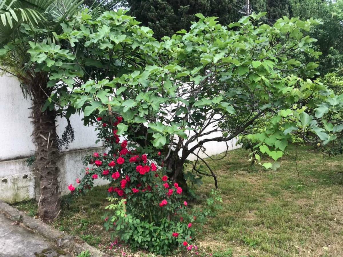 Guest House Dali Gagra Kültér fotó
